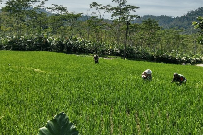 Babinsa Bantu Petani Lakukan Penyemprotan Hama Padi