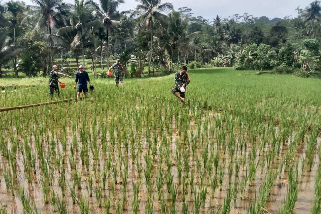 Menyukseskan Ketahanan Pangan Danramil Dan Babinsa Bantu Petani Pemupukan Padi