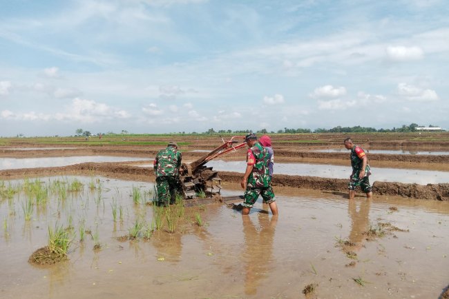 Dengan Penuh Semangat Kebersamaan Babinsa Membantu Pentani Saat olah Lahan