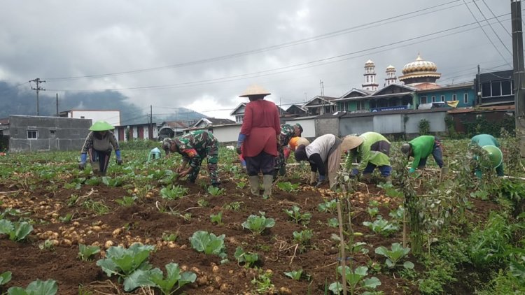 Berikan Edukasi Dan Semangat Kepada Petani, Koramil Bantu Panen Kentang