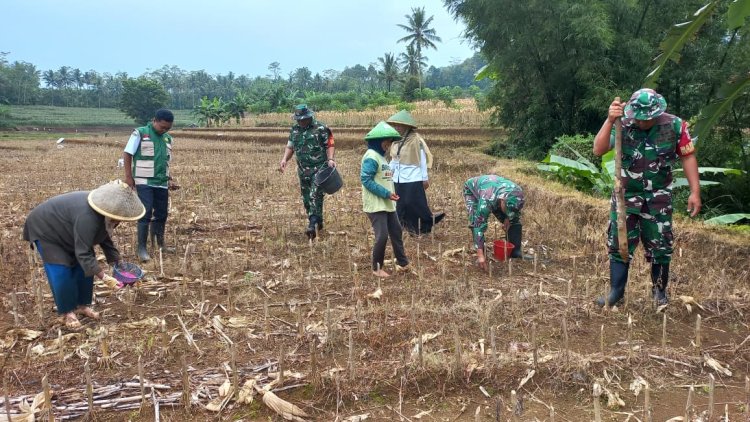 Babinsa Dampingi Kelompok Tani Tanam Jagung di Wilayah Binaan