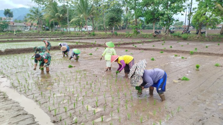 Babinsa Kembali Ke Sawah Pendampingan Penanaman Padi