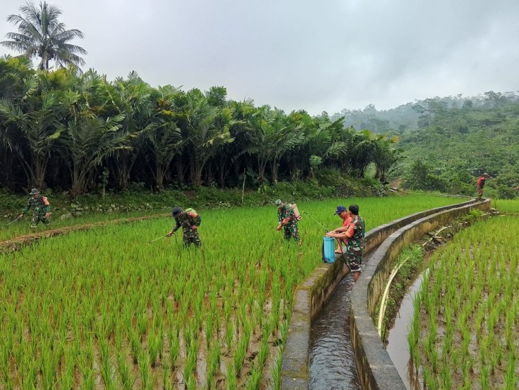 Babinsa bersama PPL dan Poktan Sentosa Giat Perawatan Padi Bersama Petani