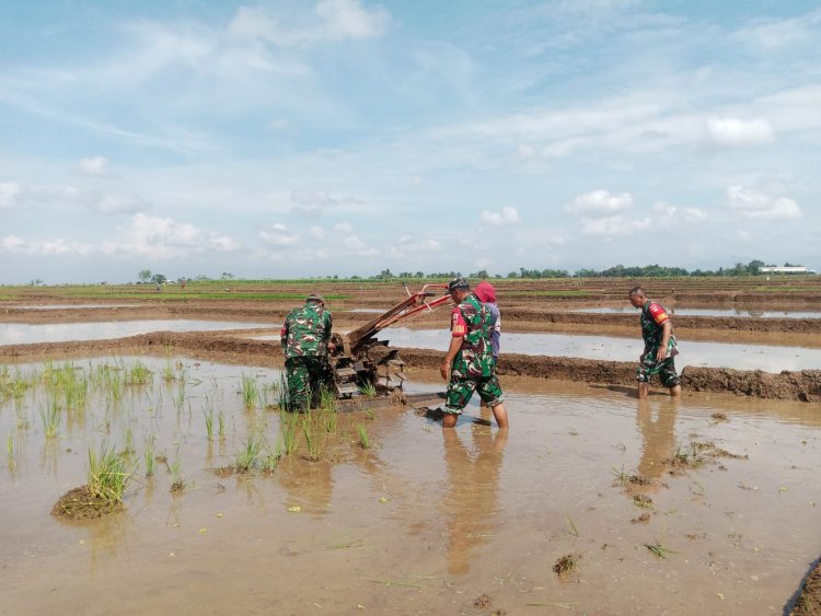 Dengan Penuh Semangat Kebersamaan Babinsa Membantu Pentani Saat olah Lahan