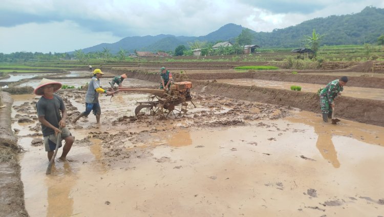 BABINSA BERGELUT DENGAN TRAKTOR OLAH LAHAN BERSAMA PETANI