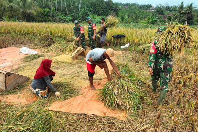 Sukseskan Swasembada Pangan Koramil 01 Banjarnegara Turun ke Sawah