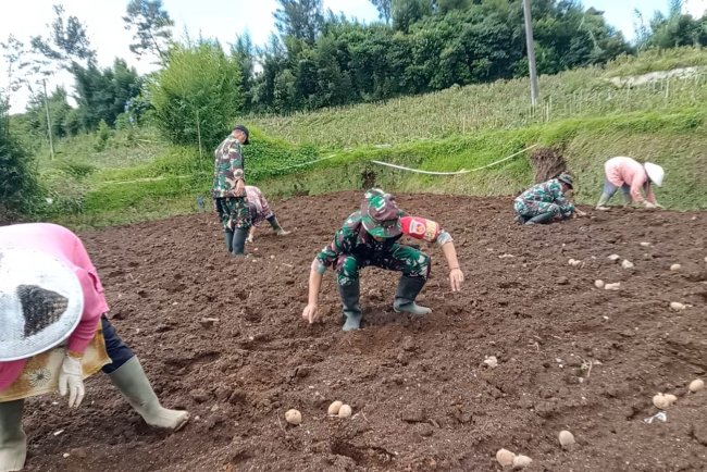 Olah Lahan Yang Baik Kunci Sukses Panen Melimpah Dan Maksimal Koramil Bantu Petani