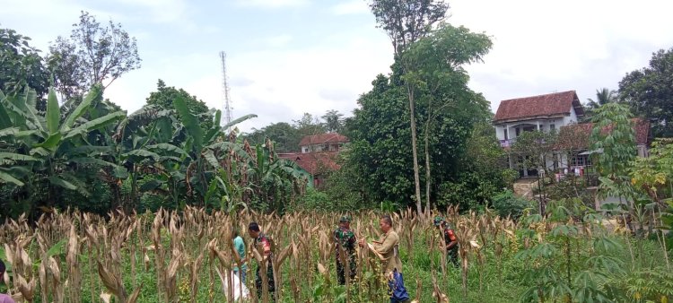 Babinsa Membatu Kelompok Tani melaksanakan Panen Jagung di Wilayah