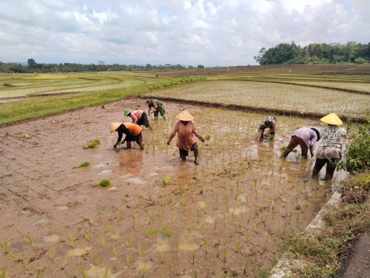 Peran Babinsa Bantu tanam padi Demi mewujudkan Ketahanan Pangan