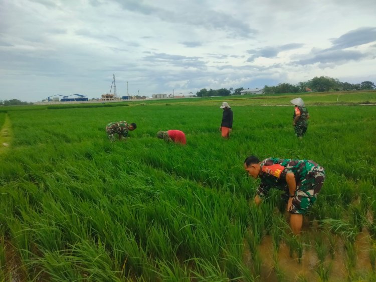 Babinsa Pendampingan Petani