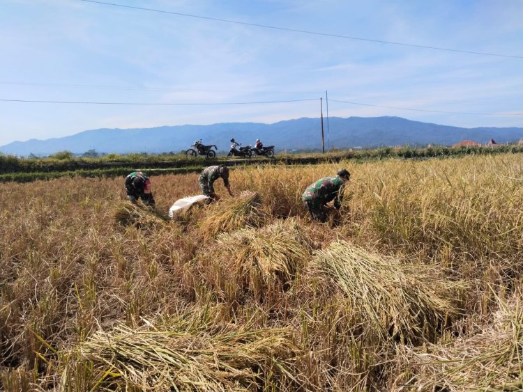 wujud nyata Babinsa Bantu Petani Panen Padi di Desa Binaan