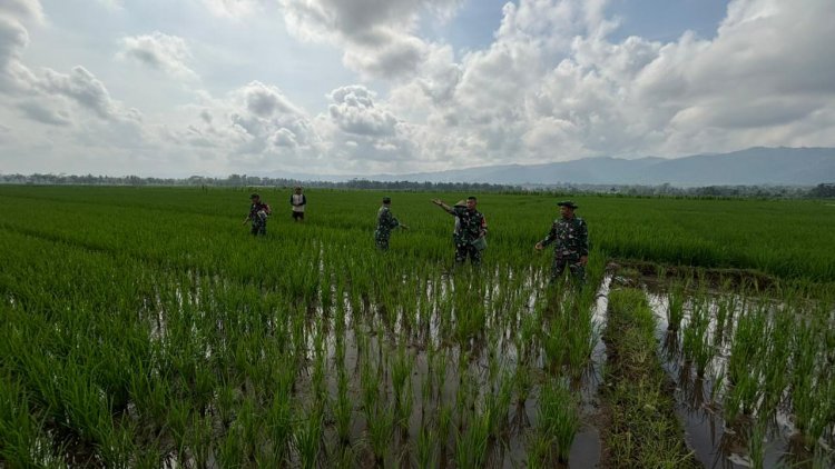 Danramil 02 Klampok Dampingi Petani Kalimandi, Dukung Ketahanan Pangan Nasional