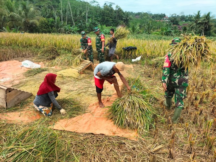 Sukseskan Swasembada Pangan Koramil 01 Banjarnegara Turun ke Sawah
