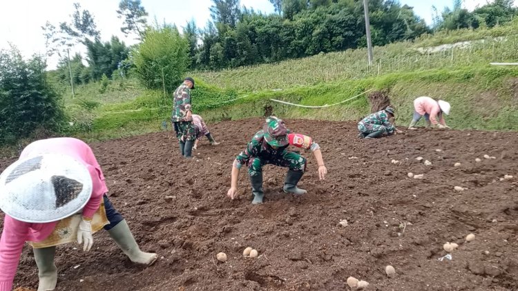 Olah Lahan Yang Baik Kunci Sukses Panen Melimpah Dan Maksimal Koramil Bantu Petani