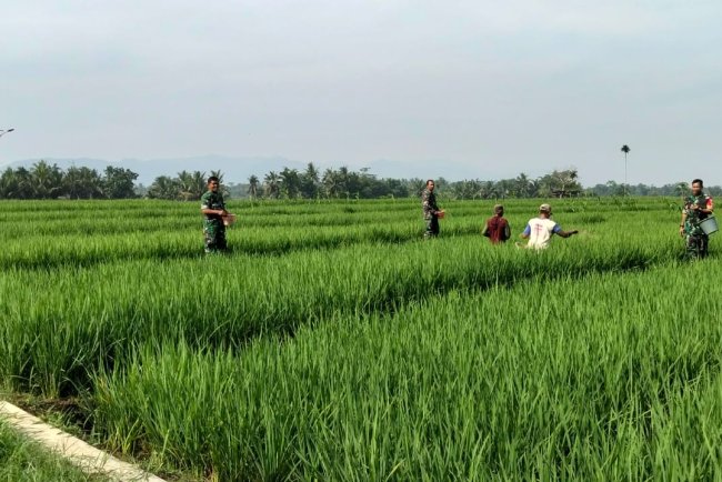 Babinsa Bantu Petani Pemupukan padi untuk mewujudkan Ketahanan Pangan