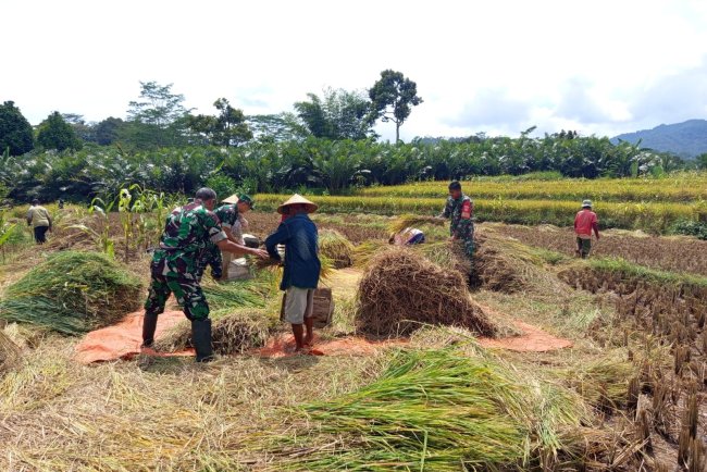 Danramil dan Babinsa Bersama petani Membantu Proses Panen Padi