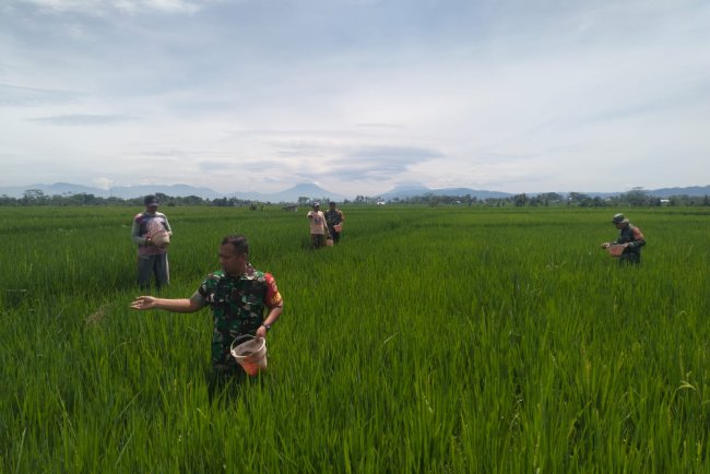 Babinsa Bantu Petani Pemupukan padi untuk mewujudkan Ketahanan Pangan