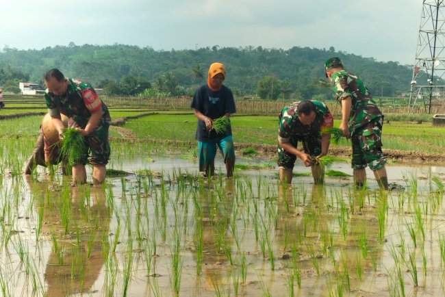 Koramil 15 Rakit Tanam Padi bersama kelompok tani