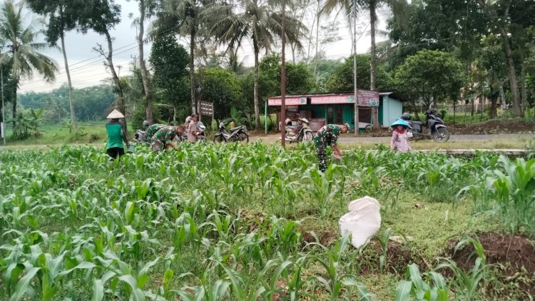 BABINSA BERSAMA DENGAN PETANI MEMUPUK TANAMAN JAGUNG