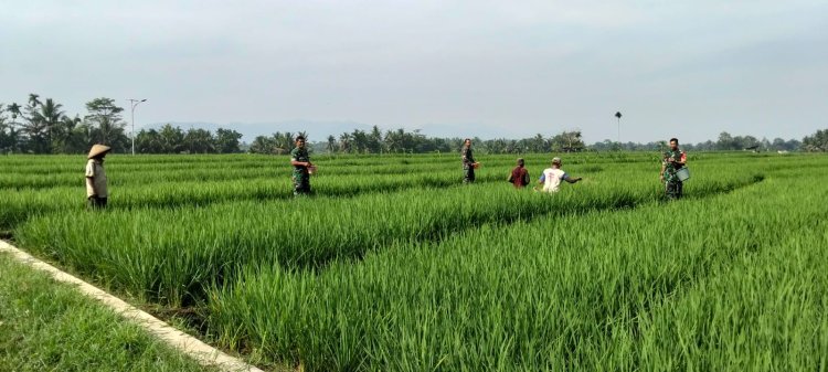 Babinsa Bantu Petani Pemupukan padi untuk mewujudkan Ketahanan Pangan