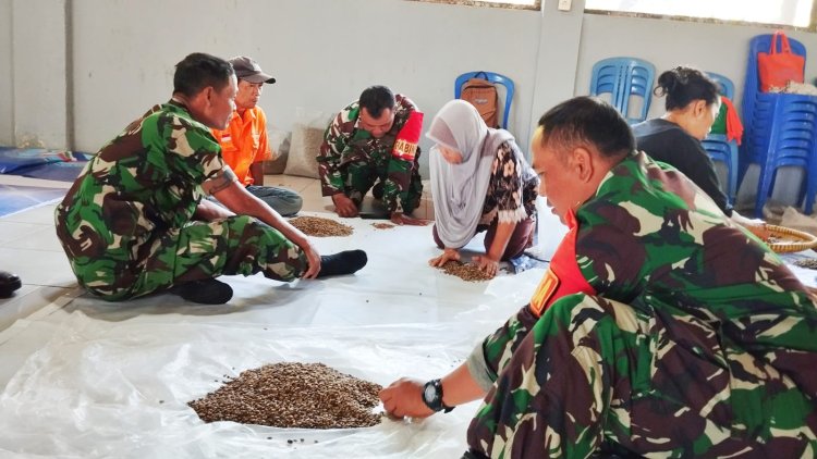 Babinsa Koramil 10 Bawang Turun Tangan Seleksi Benih Kopi Unggul