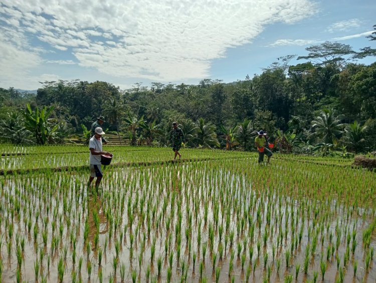 DANRAMIL DAN BABINSA TERJUN LANGSUNG KE SAWAH