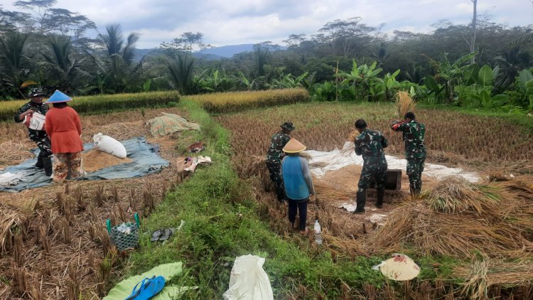 Babinsa bersama Poktan Ngudi Rahayu Panen Raya