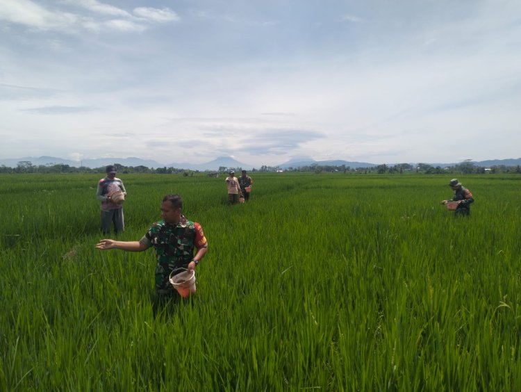 Babinsa Bantu Petani Pemupukan padi untuk mewujudkan Ketahanan Pangan