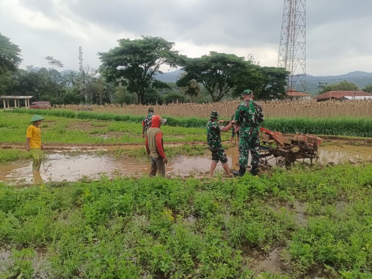 Bantu Petani Siapkan Lahan Danramil Bersama Babinsa Bajak Sawah Dengan Traktor