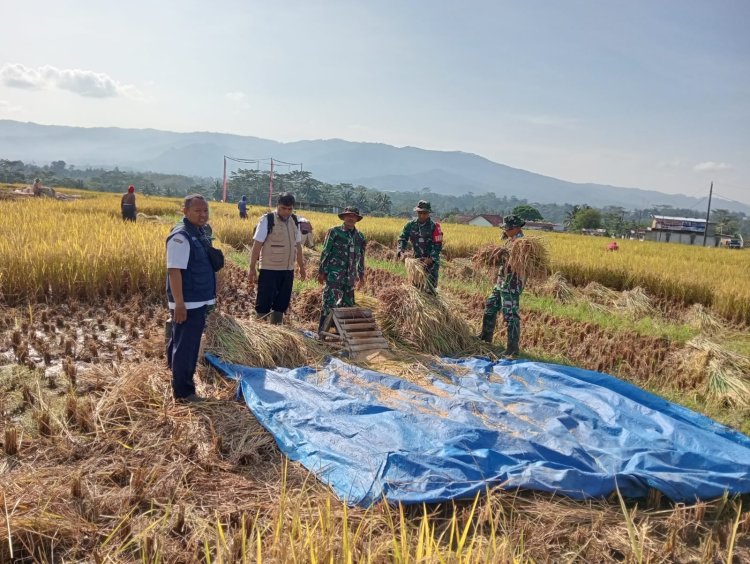 Babinsa Turun Langsung Ke Sawah Bersama BPP Membantu Petani Panen Padi 