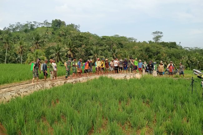Danramil Dan Babinsa Terjun Langsung Bantu Petani Pemupukan Padi