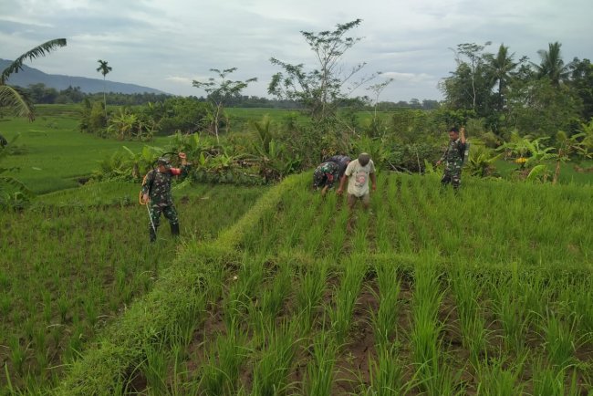 TNI Babinsa Koramil 02/Klampok membantu penyemprotan tanaman Padi