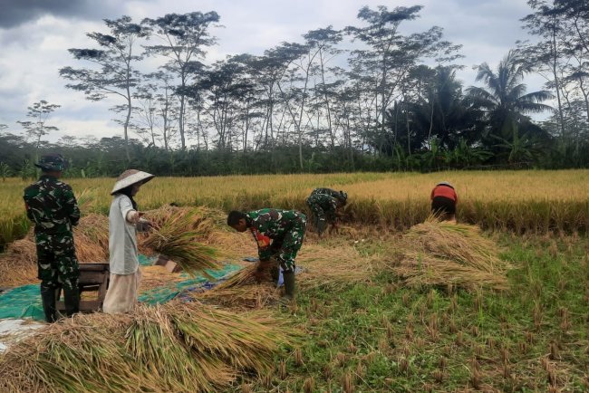 KORAMIL 03 WANADADI DAMPINGI PANEN PADI DI DESA KARANGKEMIRI