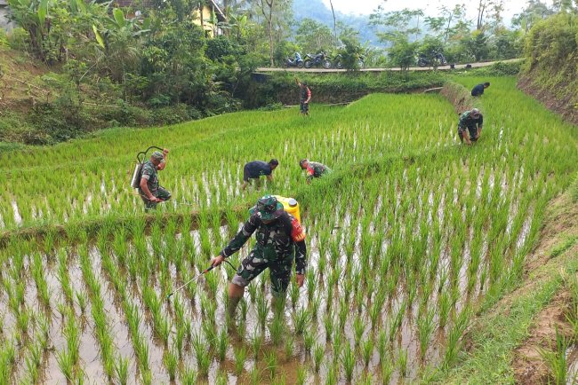 Babinsa Bantu Perawatan Padi Bersama Kelompok Tani