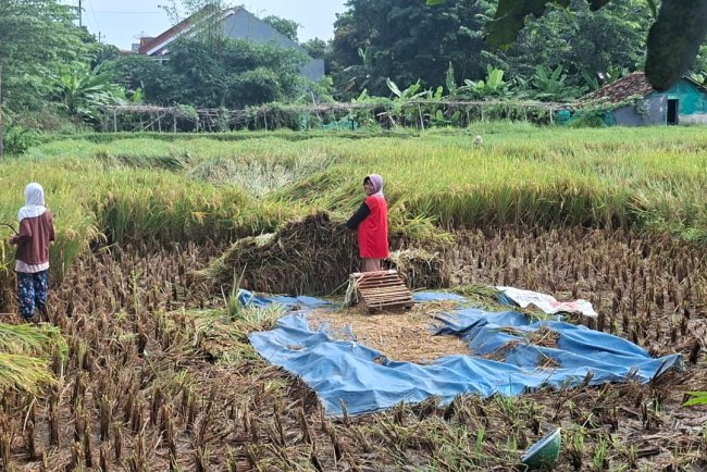 Srikandi Cikuya Tak Lagi Cemas, Panen Raya Lancar Berkat Jalan Baru dan Program TNI Manunggal Air 