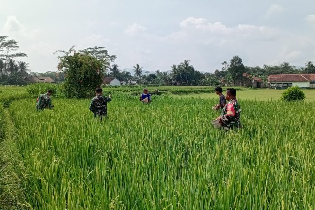 Wujud Kepedulian Babinsa Bantu Petani Pemupukan padi 