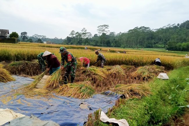 Wujud Dukung Hanpangan Danramil dan Babinsa turun Langsung membantu warga Panen Padi