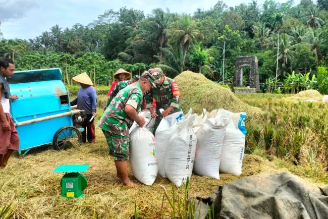 Danramil 11 Punggelan Pimpin Panen Padi di Desa Tribuana