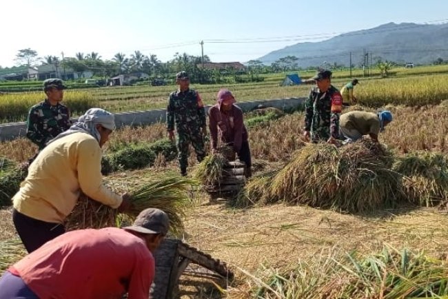 Babinsa Koramil 13 Banjarmangu Bantu Petani Panen Padi