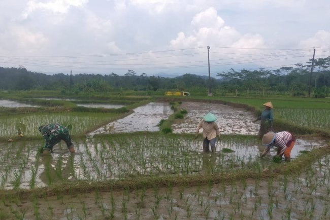 TNI dan Warga Lengkong Turun ke Sawah Tanam Padi Bersama untuk Ketahanan Pangan