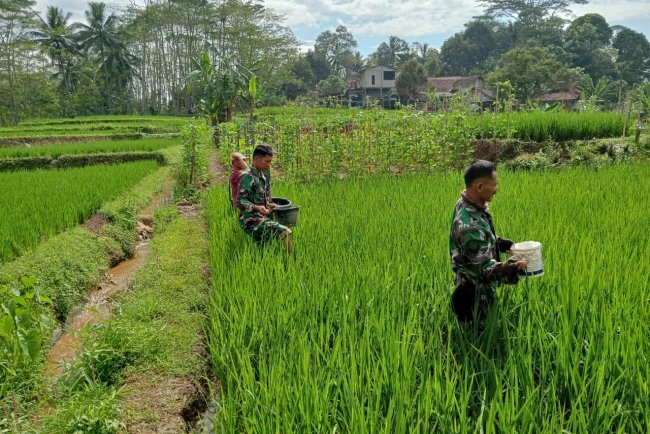 Danramil Dan Babinsa Terjun Langsung Ke Sawah Bantu Petani Pemupukan