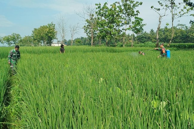 Babinsa Klampok Dampingi Petani Cegah Hama, Dukung Ketahanan Pangan Nasional