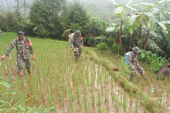 Babinsa Koramil 04 Karangkobar Bantu Petani Melaksanakan Penyemprotan Padi