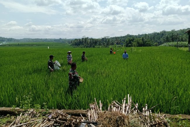Wujud Kepedulian Babinsa Bantu Petani Pemupukan padi