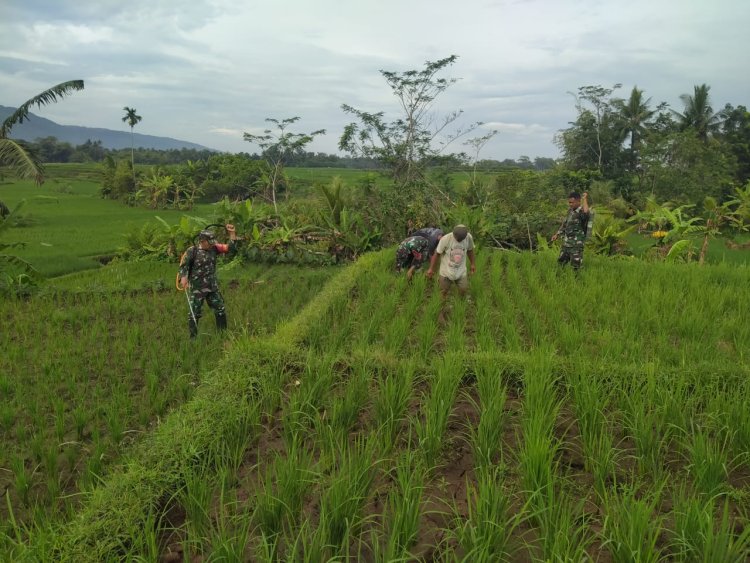 TNI Babinsa Koramil 02/Klampok membantu penyemprotan tanaman Padi