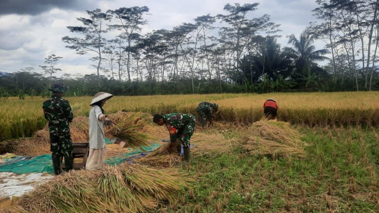 KORAMIL 03 WANADADI DAMPINGI PANEN PADI DI DESA KARANGKEMIRI