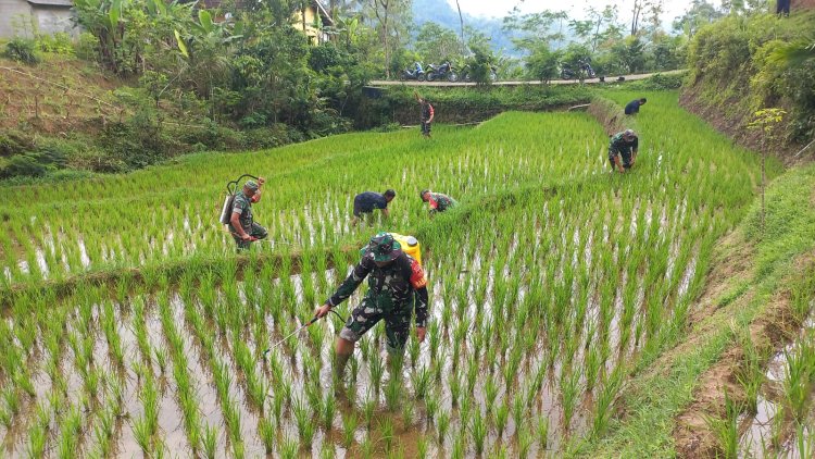 Babinsa Bantu Perawatan Padi Bersama Kelompok Tani