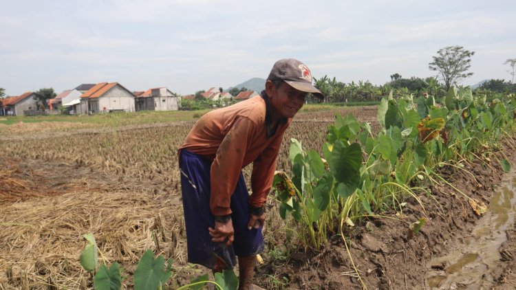 Senyum Sumringah Waryanto, Petani Cikuya Sambut Ceria Program TMMD Brebes