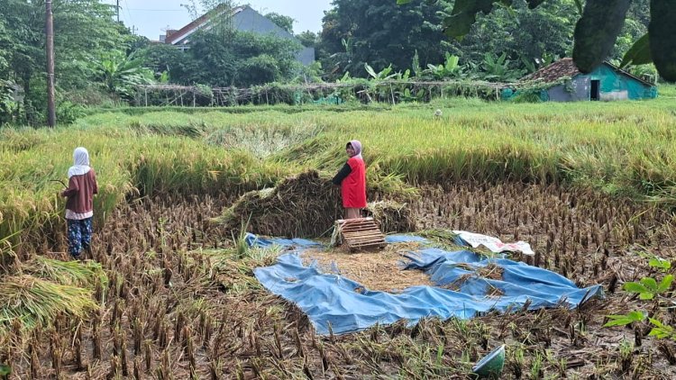 Srikandi Cikuya Tak Lagi Cemas, Panen Raya Lancar Berkat Jalan Baru dan Program TNI Manunggal Air 