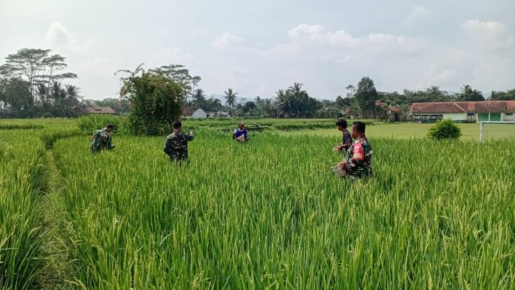 Wujud Kepedulian Babinsa Bantu Petani Pemupukan padi 